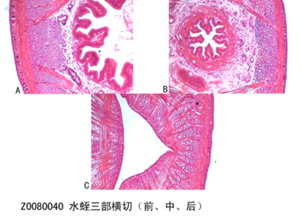 水蛭三部橫切（前、中、后）
