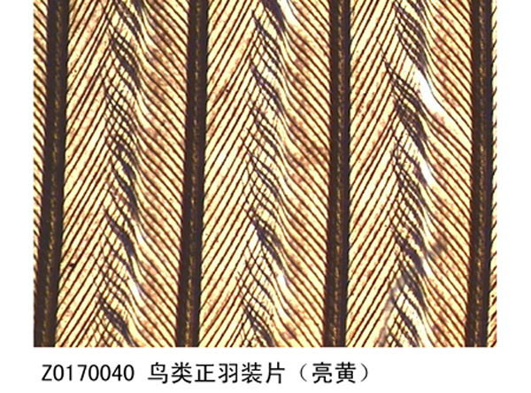 鳥(niǎo)類正羽裝片（亮黃）