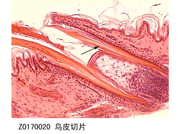 鳥(niǎo)皮切片