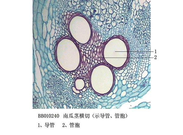 舟瓜莖橫切（示導(dǎo)管、管胞)