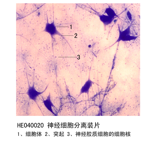 神經組織和系統(tǒng)