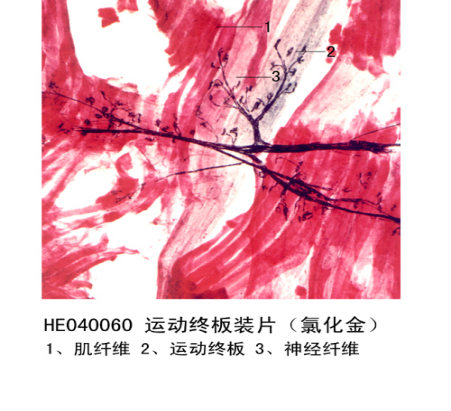神經組織和系統(tǒng)
