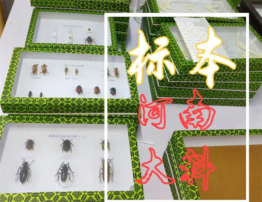簡(jiǎn)單制作生物標(biāo)本、切片的方法